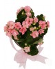Saksıda Pembe Kalanşo (Kalanchoe)